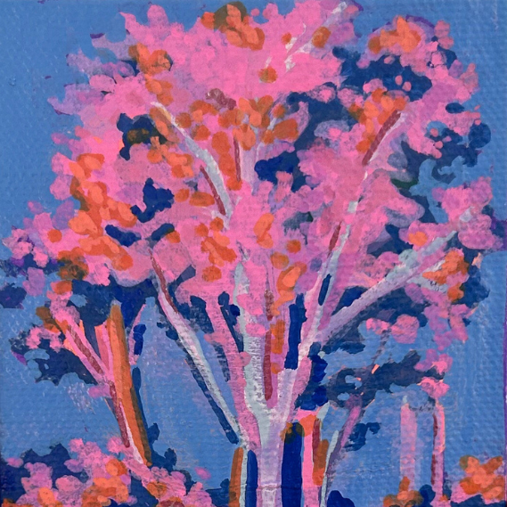 Sunset Eucalyptus