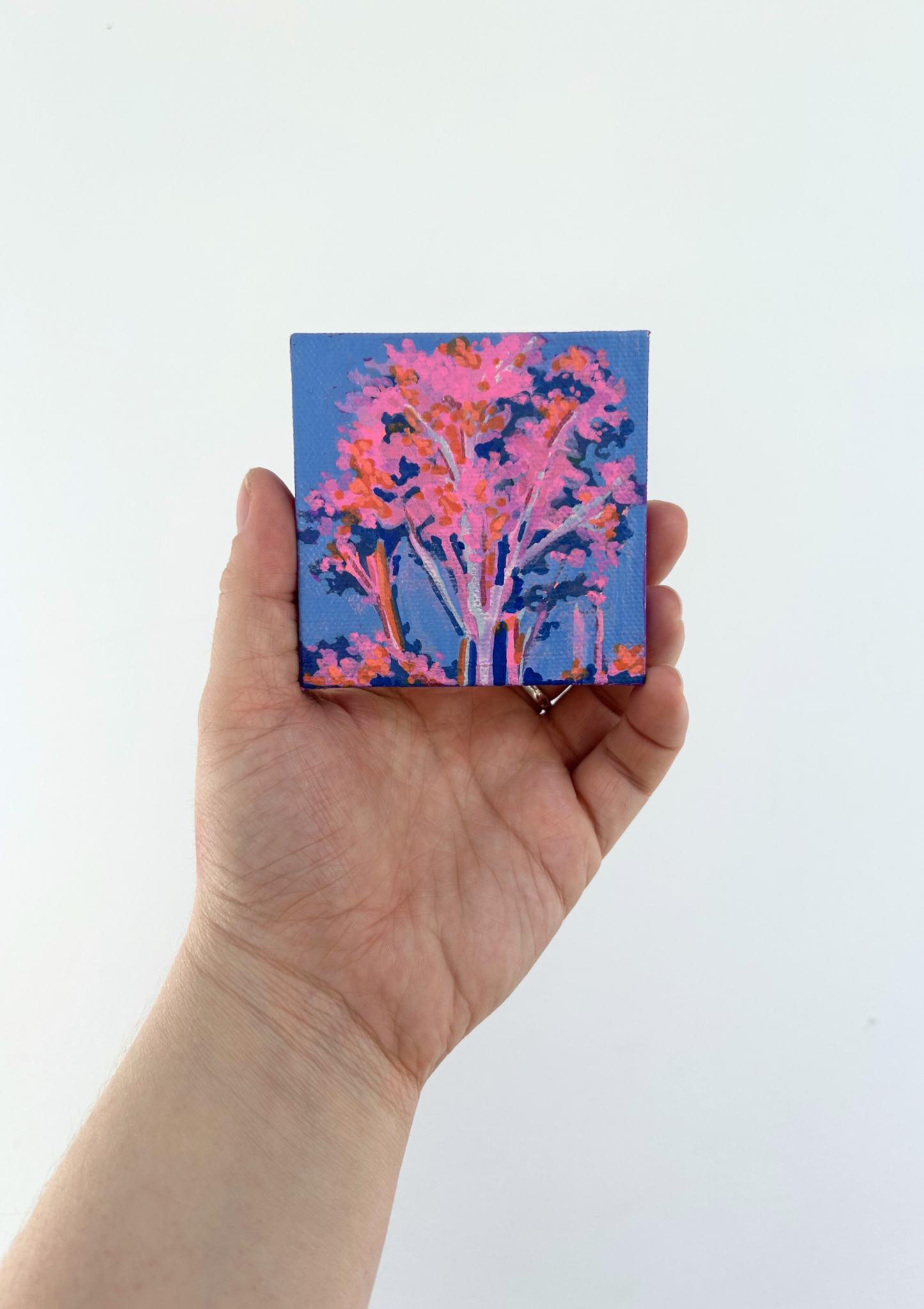 Sunset Eucalyptus